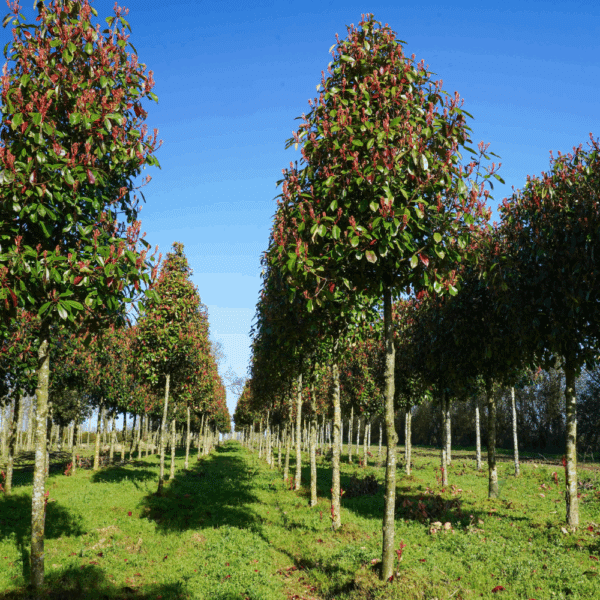 PHOTINIA x fraseri 'Red Robin' – Image 2