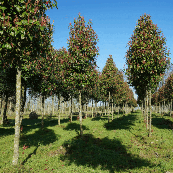 PHOTINIA x fraseri 'Red Robin' – Image 7