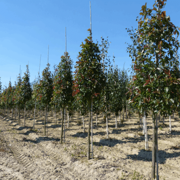 PHOTINIA x fraseri 'Red Robin' – Image 6