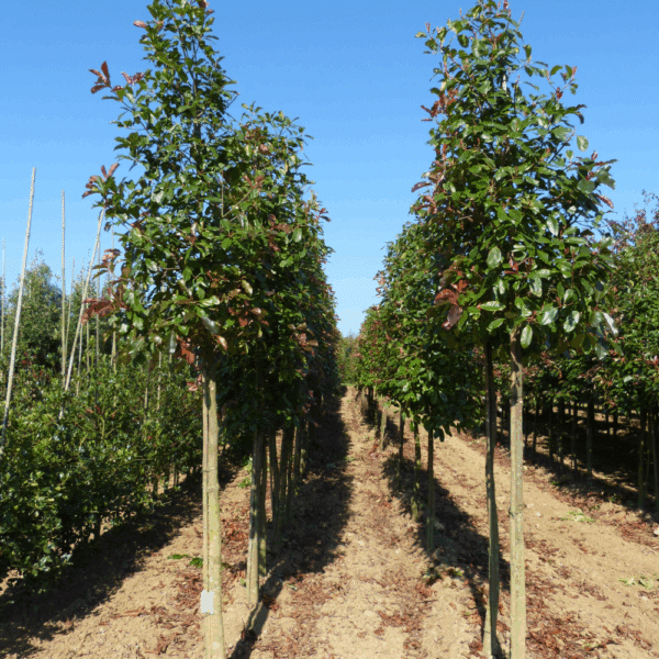 PHOTINIA x fraseri 'Red Robin' – Image 5