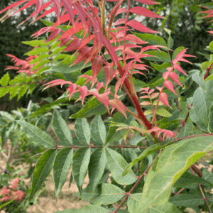PISTACIA chinensis