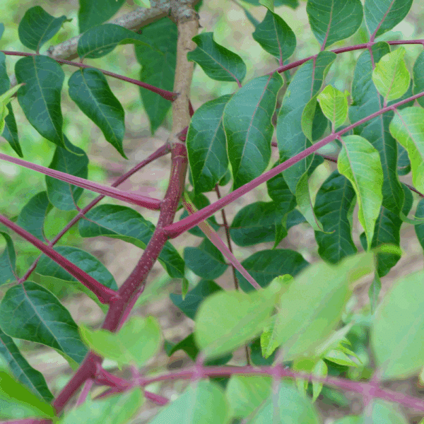 PISTACIA chinensis – Image 5