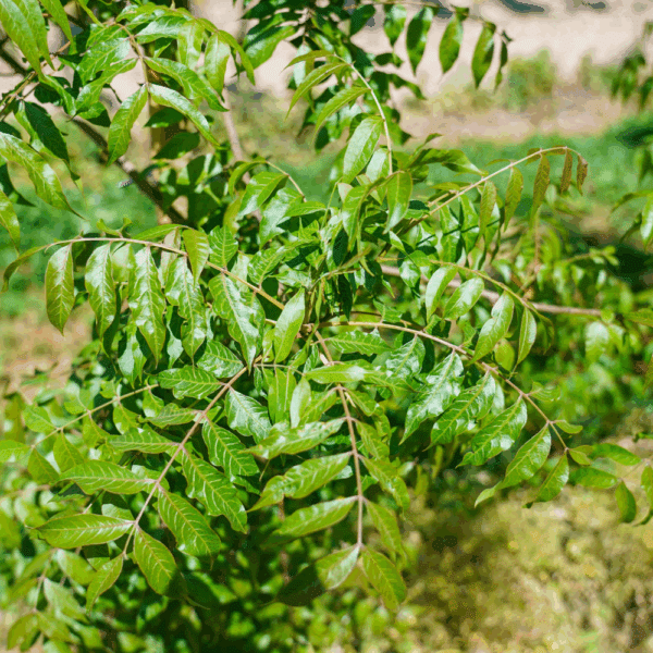 PISTACIA chinensis – Image 3