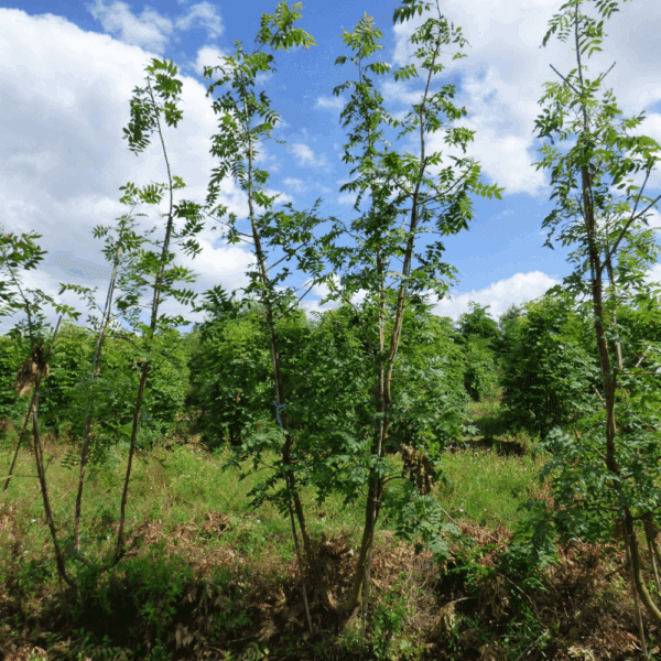 PISTACIA chinensis – Image 4