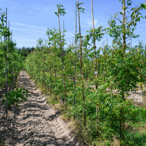 PISTACIA chinensis – Image 2