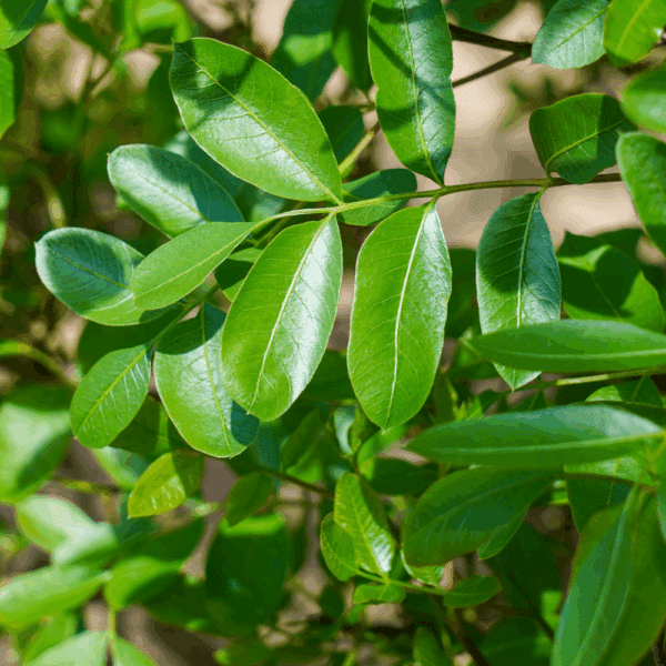 PISTACIA lentiscus – Image 2