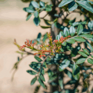 PISTACIA lentiscus
