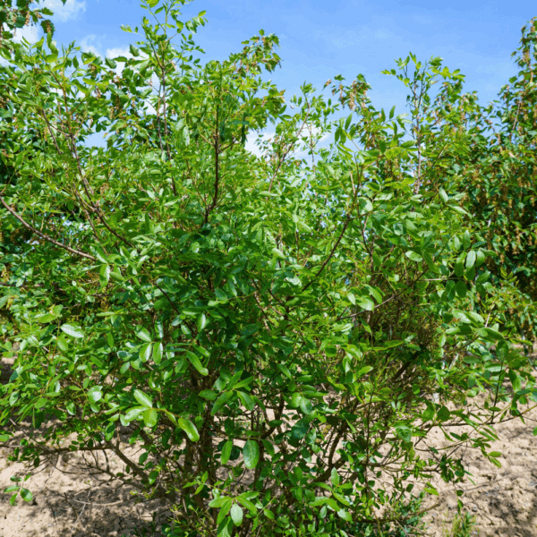 PISTACIA terebinthus – Image 3