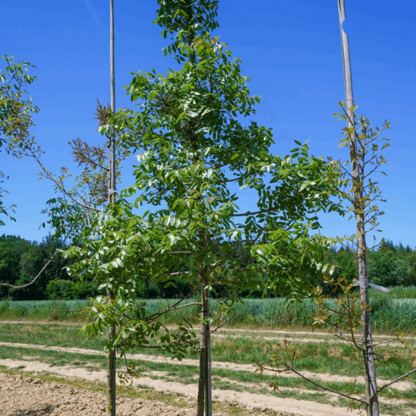 PISTACIA terebinthus – Image 2