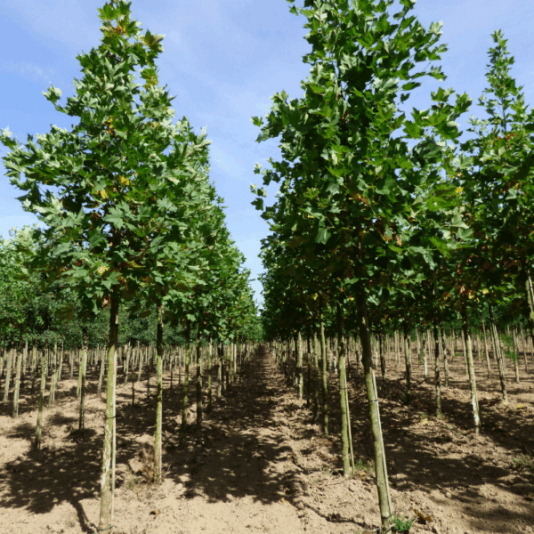 PLATANUS orientalis – Image 7