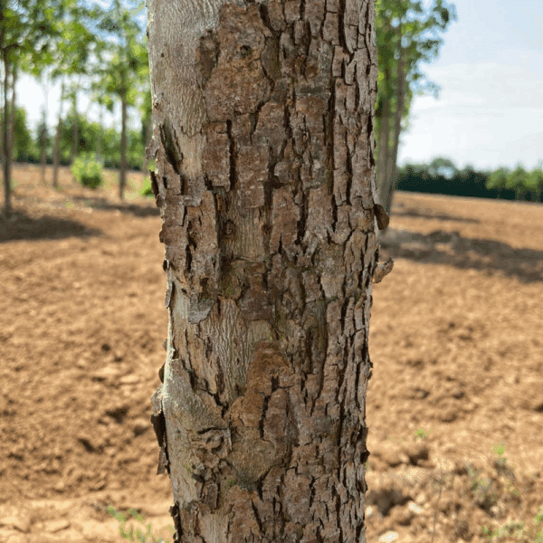PLATANUS orientalis – Image 3