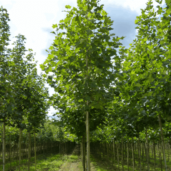 PLATANUS orientalis – Image 5