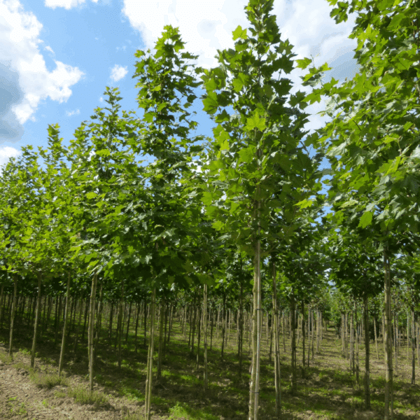 PLATANUS orientalis – Image 4