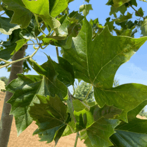 PLATANUS orientalis