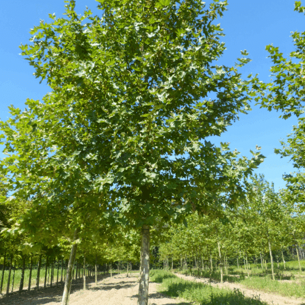 PLATANUS orientalis – Image 2