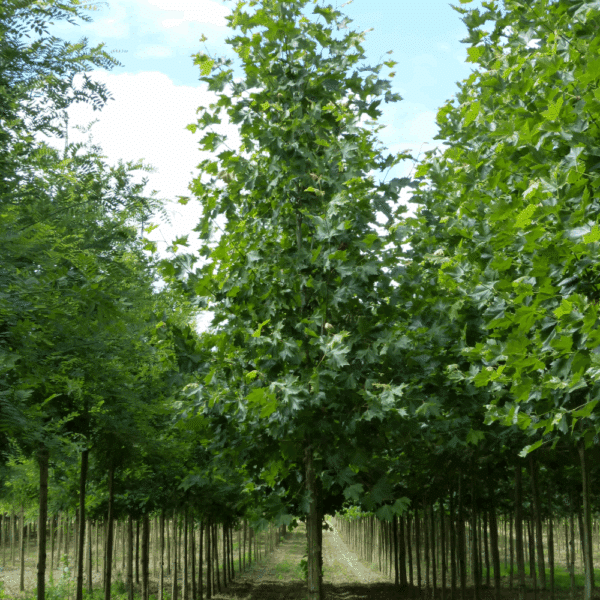 PLATANUS orientalis – Image 9