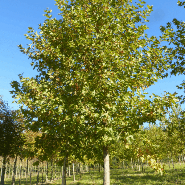 PLATANUS orientalis – Image 6