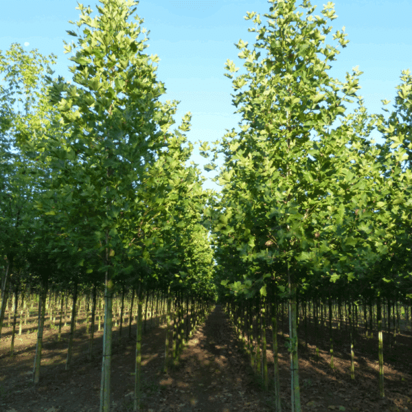PLATANUS orientalis – Image 8