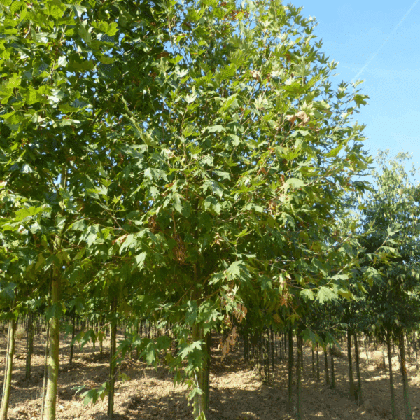 PLATANUS orientalis 'Cuneata' – Image 4