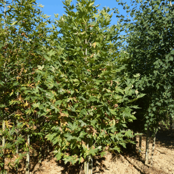 PLATANUS orientalis 'Cuneata' – Image 2