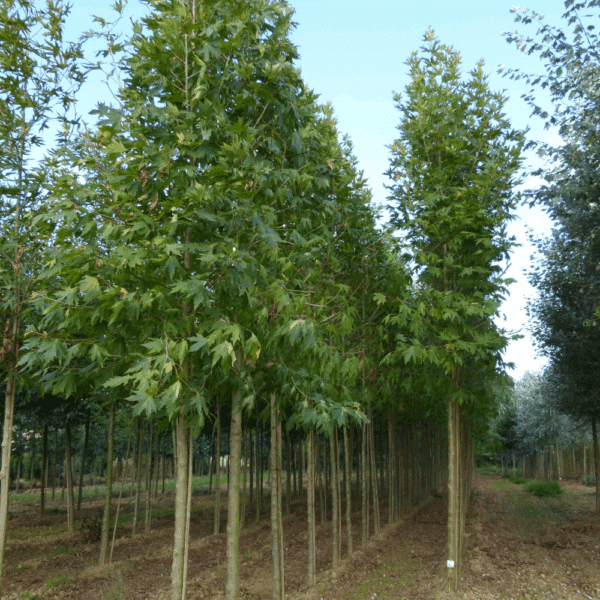 PLATANUS orientalis 'Cuneata' – Image 5