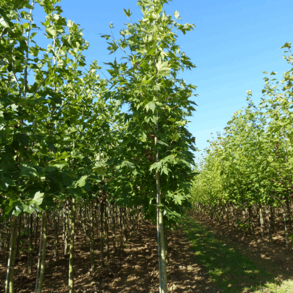 PLATANUS orientalis 'Cuneata' – Image 3