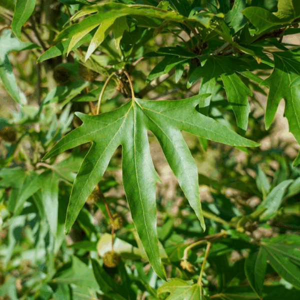 PLATANUS orientalis 'Digitata' – Image 2
