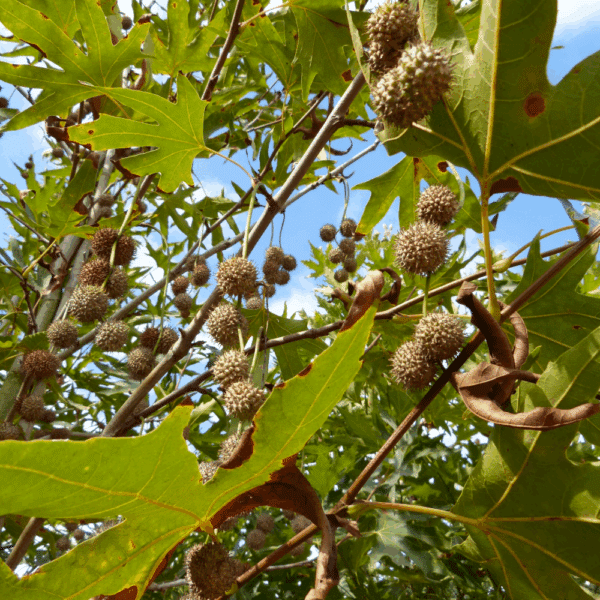 PLATANUS orientalis 'Digitata' – Image 4