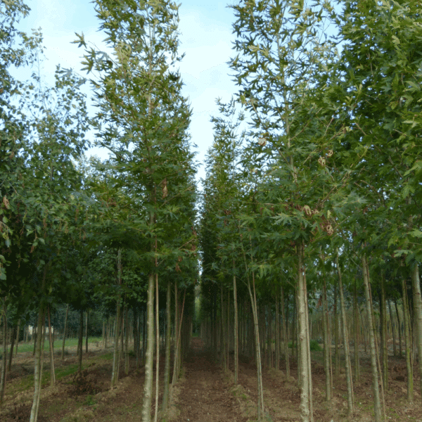 PLATANUS orientalis 'Digitata' – Image 5