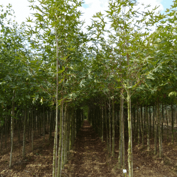 PLATANUS orientalis 'Digitata' – Image 3