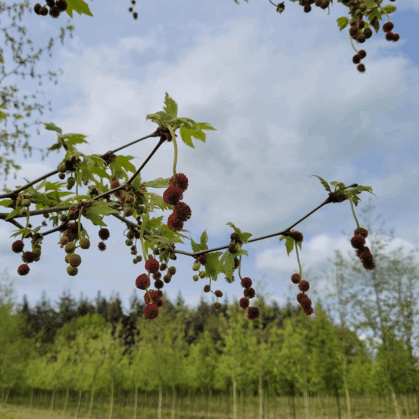 PLATANUS orientalis 'Minaret' – Image 5