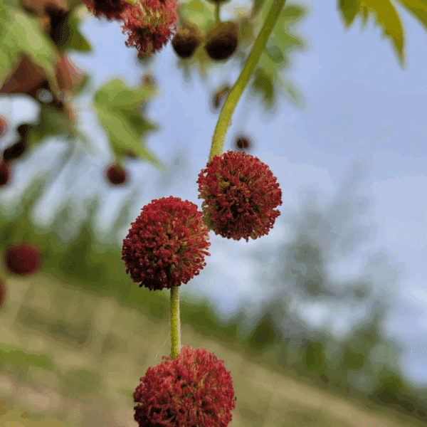 PLATANUS orientalis 'Minaret' – Image 3