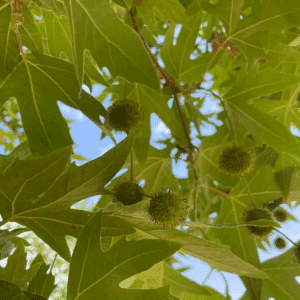 PLATANUS orientalis 'Minaret'