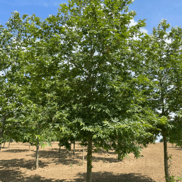 PLATANUS orientalis 'Minaret' – Image 2
