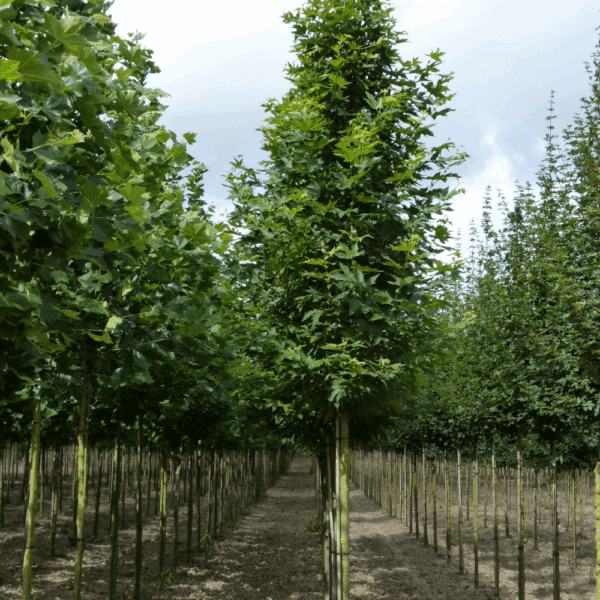 PLATANUS orientalis 'Minaret' – Image 6