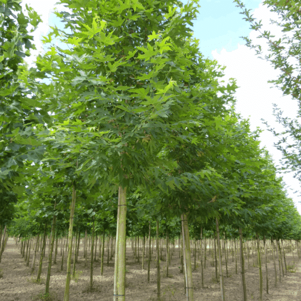 PLATANUS orientalis 'Minaret' – Image 4