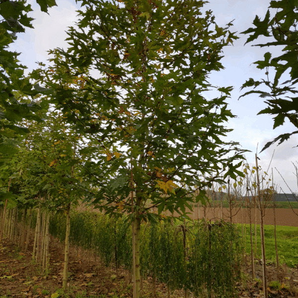 PLATANUS orientalis 'Minaret' – Image 7
