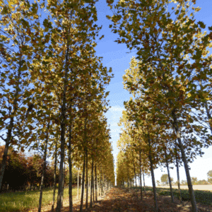 PLATANUS x hispanica