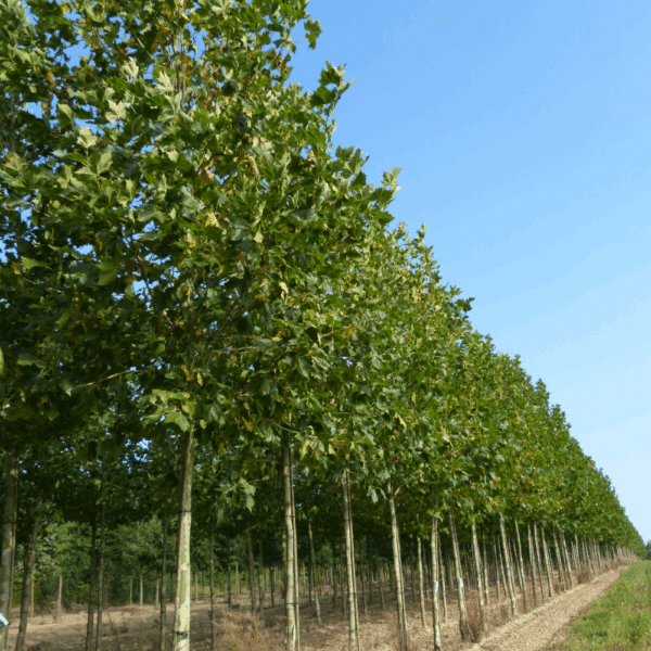 PLATANUS x hispanica – Image 10