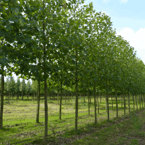 PLATANUS x hispanica – Image 9