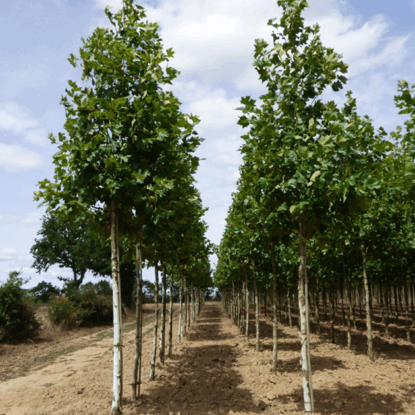 PLATANUS x hispanica – Image 8