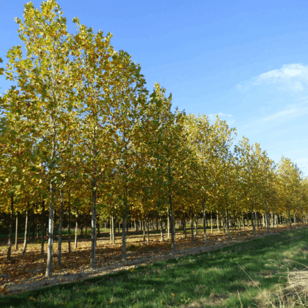 PLATANUS x hispanica – Image 4