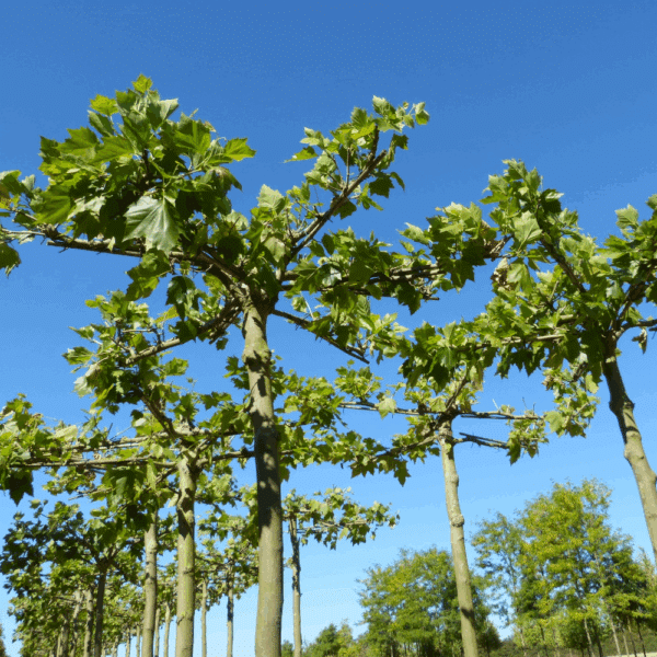 PLATANUS x hispanica – Image 5