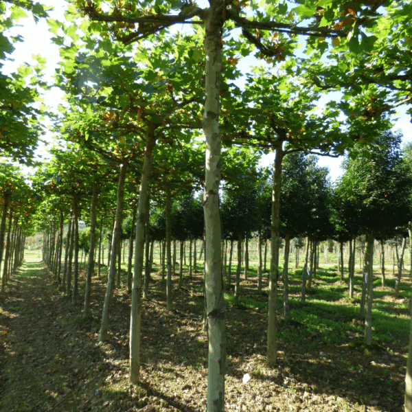 PLATANUS x hispanica – Image 11