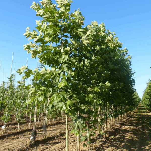 PLATANUS x hispanica – Image 2