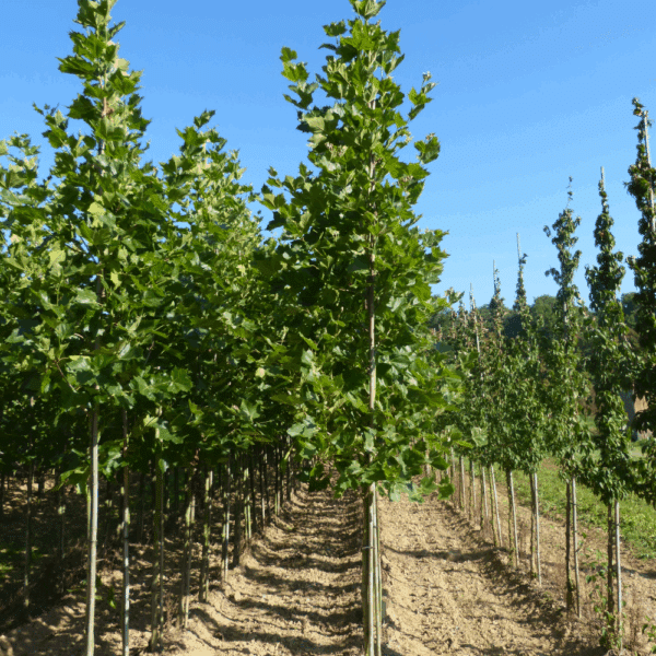 PLATANUS x hispanica – Image 3