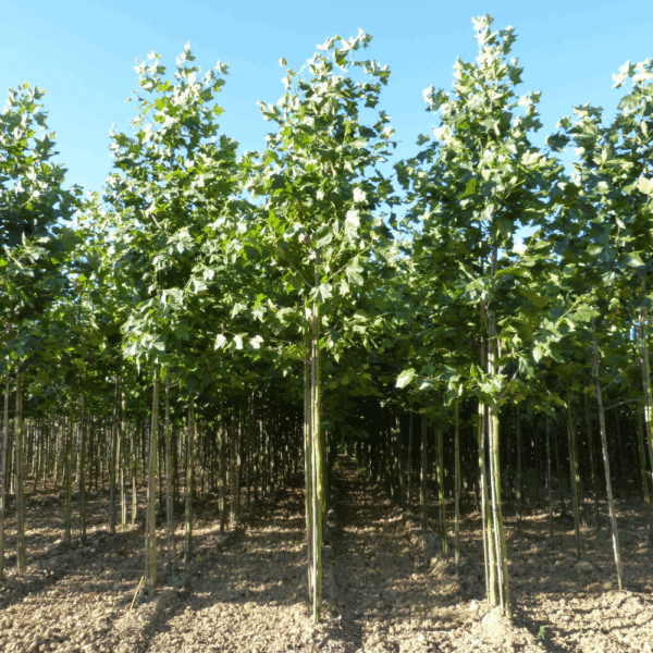 PLATANUS x hispanica – Image 12