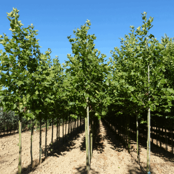 PLATANUS x hispanica – Image 6