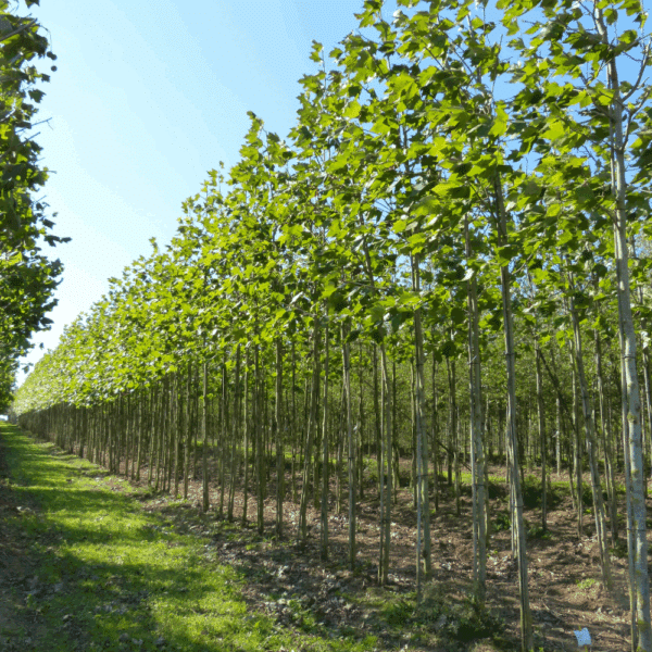 PLATANUS x hispanica – Image 7
