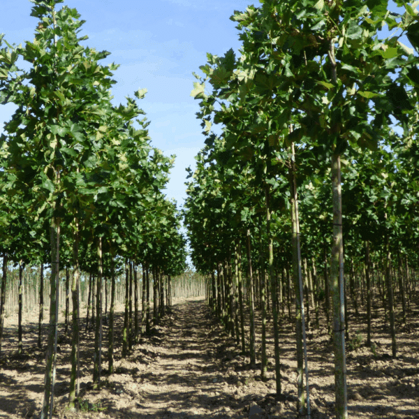 PLATANUS x hispanica 'Pyramidalis' – Image 4